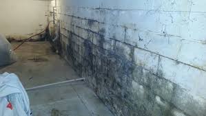 Basement Mold vs. High Humidity: How to Tell the Difference