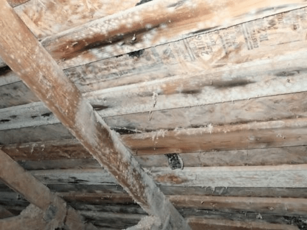 Northern Ohio mold inspection inside residential property